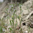 Image of Lappula patula (Lehm.) Gürke