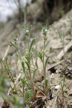 Image de Lappula patula (Lehm.) Gürke