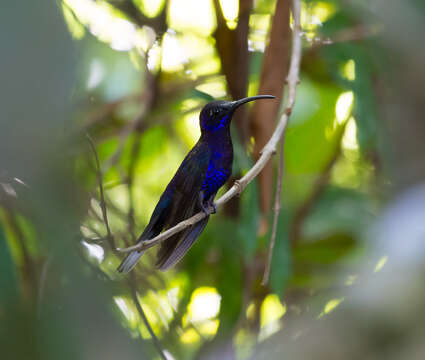 Image of Violet Sabrewing