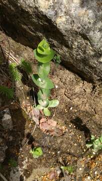 Image of Blackstonia grandiflora (Viv.) Pau