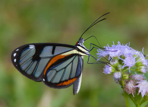 Imagem de Ithomia diasia Hewitson 1854