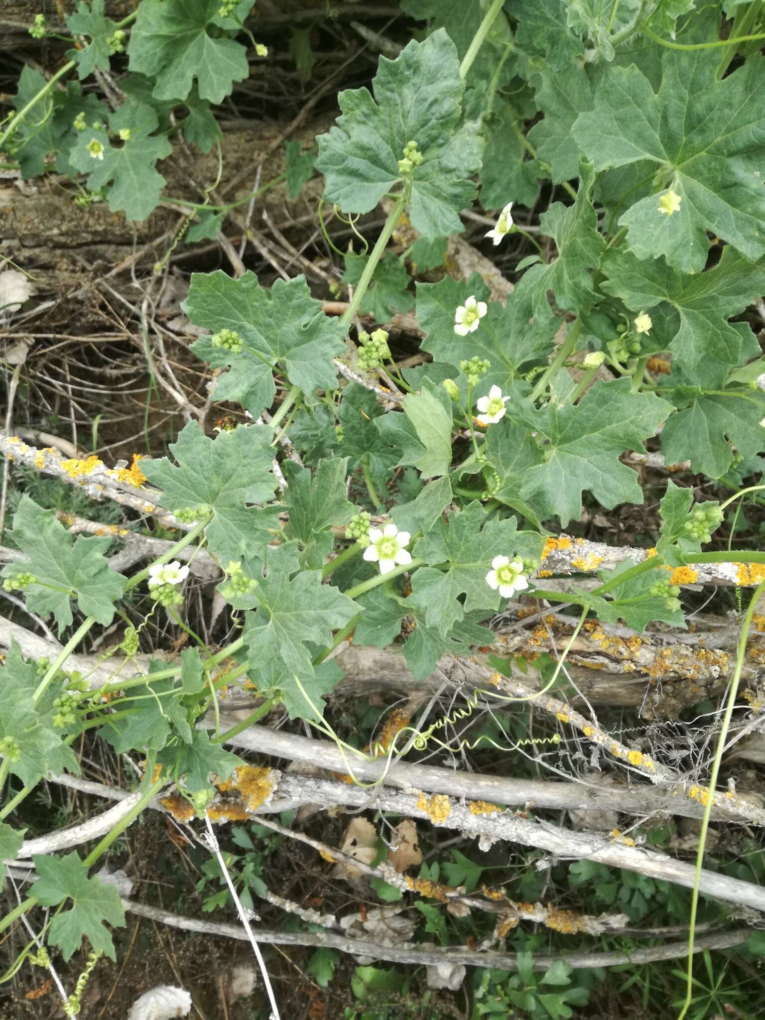 Image of white bryony