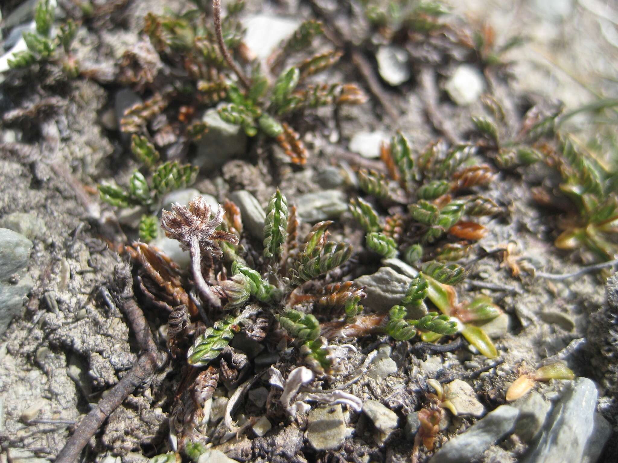 Image of Leptinella pectinata subsp. villosa (D. Lloyd) D. G. Lloyd & C. J. Webb