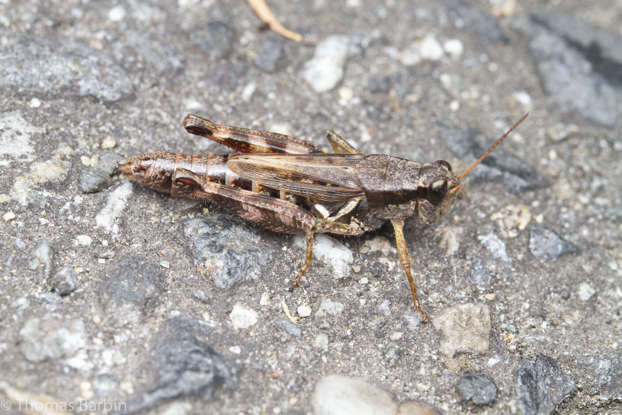 Melanoplus fasciatus (Walker & F. 1870) resmi