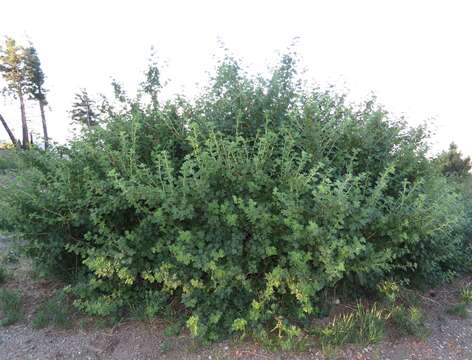 Image of orange gooseberry