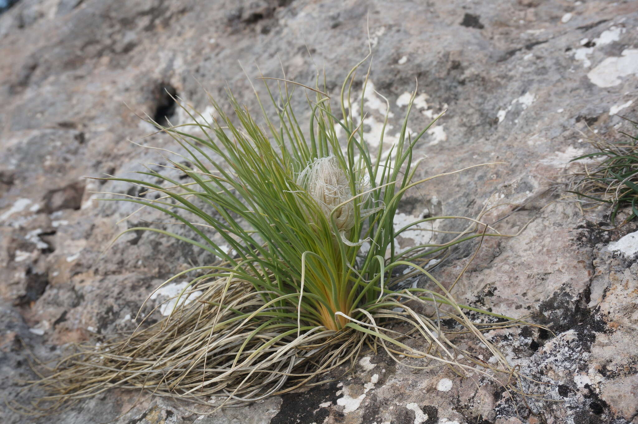 Image of Asphodeline taurica (Pall. ex M. Bieb.) Endl.