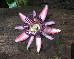 Passiflora ambigua Hemsl. ex Hook. fil. resmi