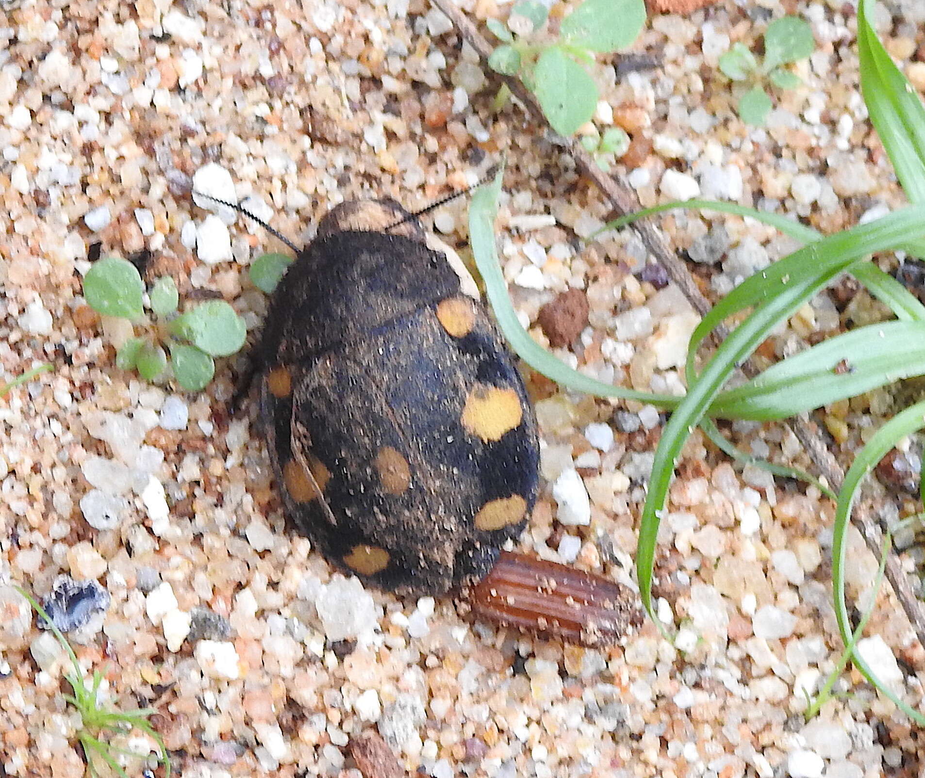 Image of Therea regularis Grandcolas 1993