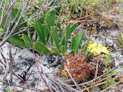 Image of Leucospermum hypophyllocarpodendron subsp. hypophyllocarpodendron