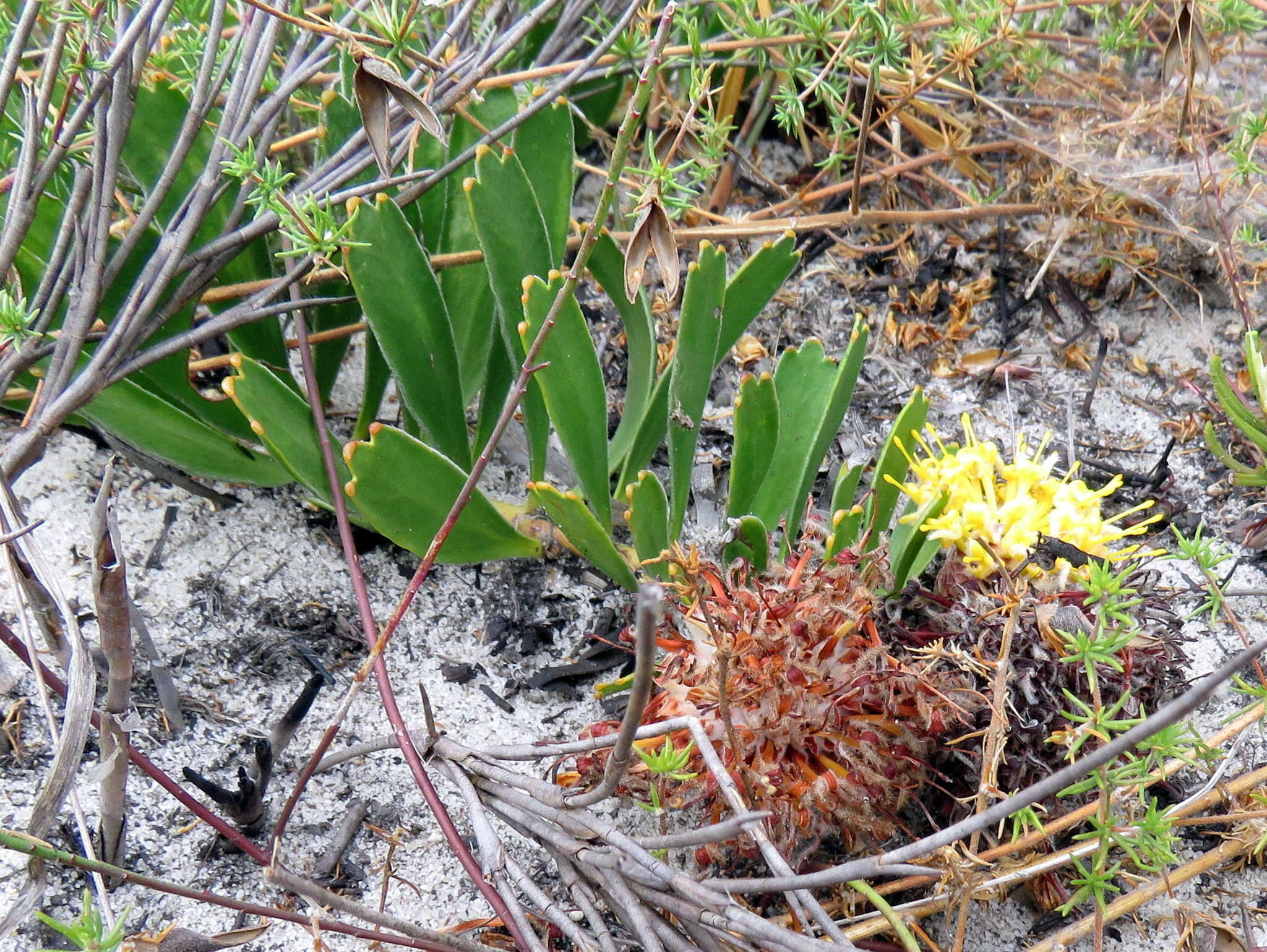 Image de Leucospermum hypophyllocarpodendron subsp. hypophyllocarpodendron