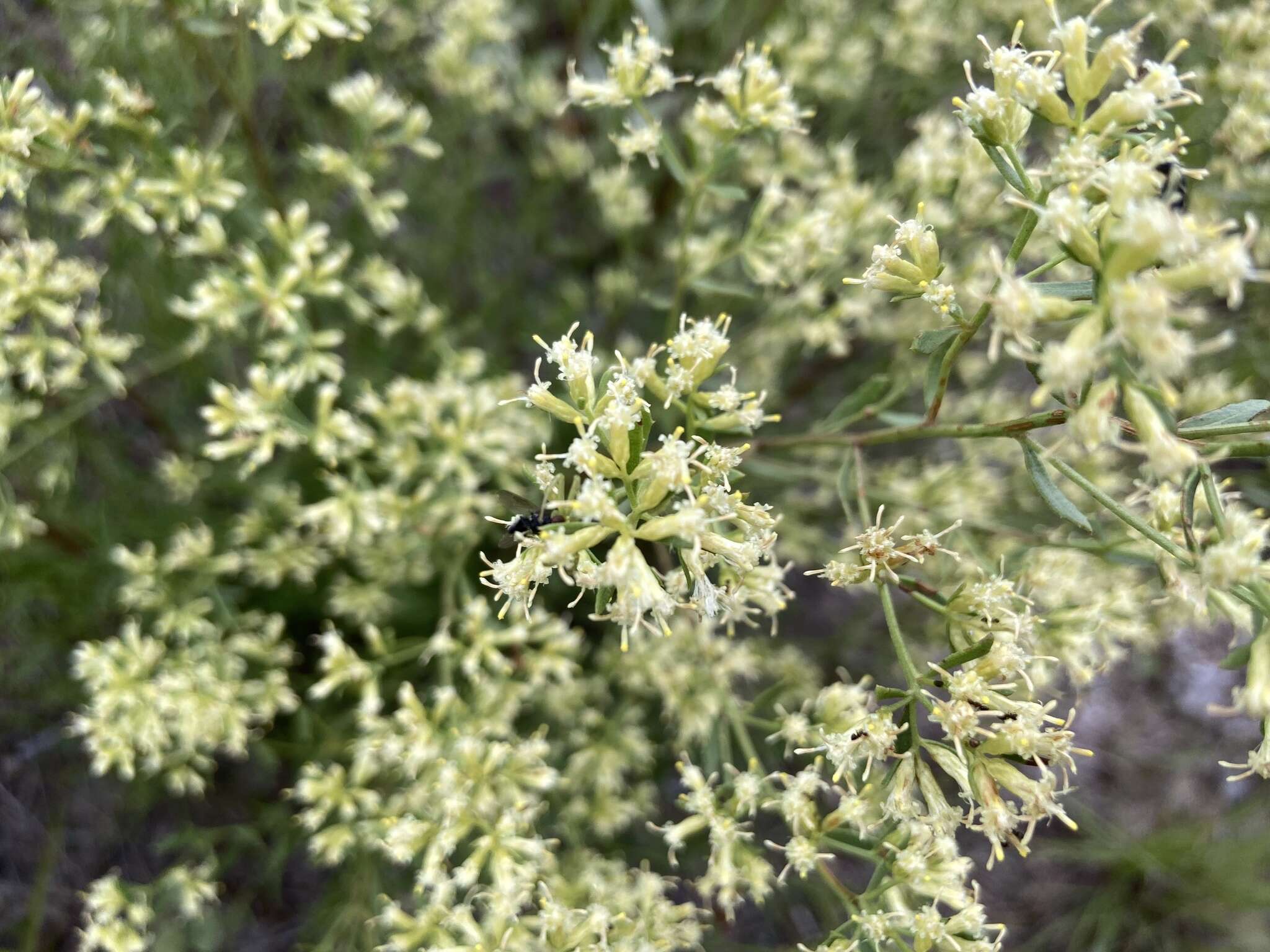 Imagem de Baccharis flabellata Hook. & Arn.