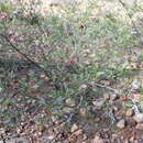 Image of Dodonaea sinuolata subsp. acrodentata J. G. West