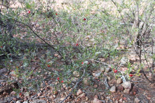 Image of Dodonaea sinuolata subsp. acrodentata J. G. West