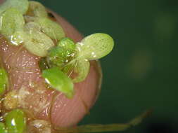 Image of Fat Duckweed