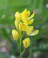 Слика од Cephalanthera falcata (Thunb.) Blume