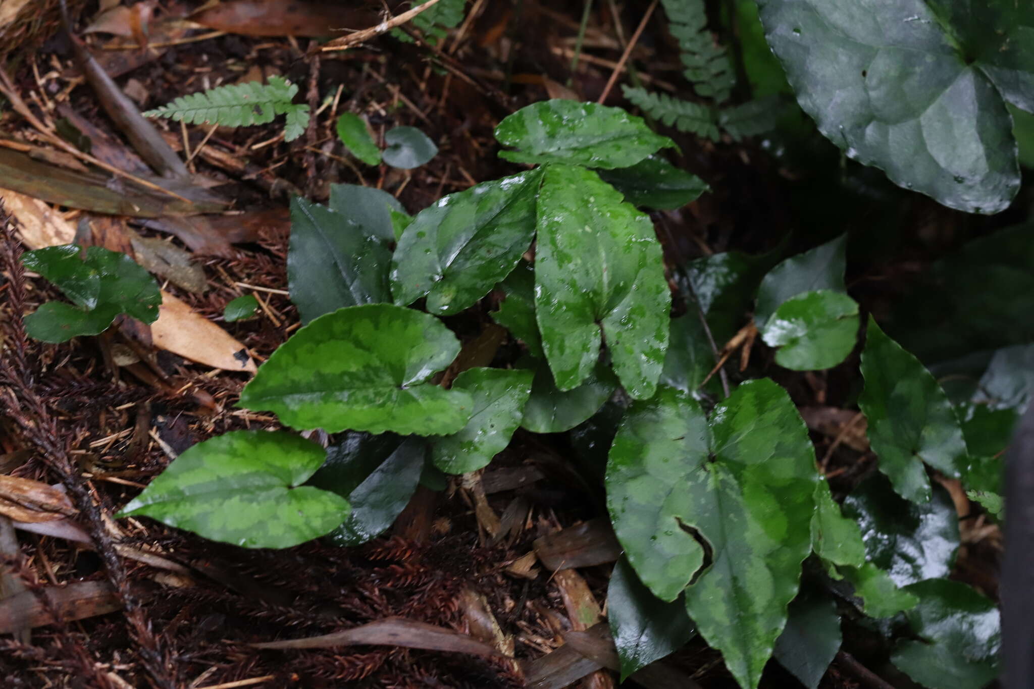 Image of Asarum hypogynum Hayata