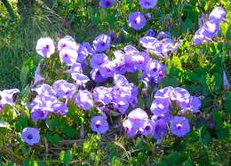 Image of Ipomoea pedicellaris Benth.