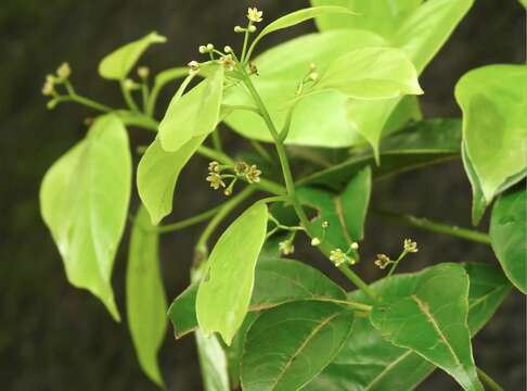 Image of Martaban Camphor Wood