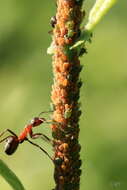 Image of Aphis (Aphis) farinosa Gmelin & J. F. 1790