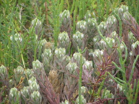 Image of saltmarsh bird's-beak