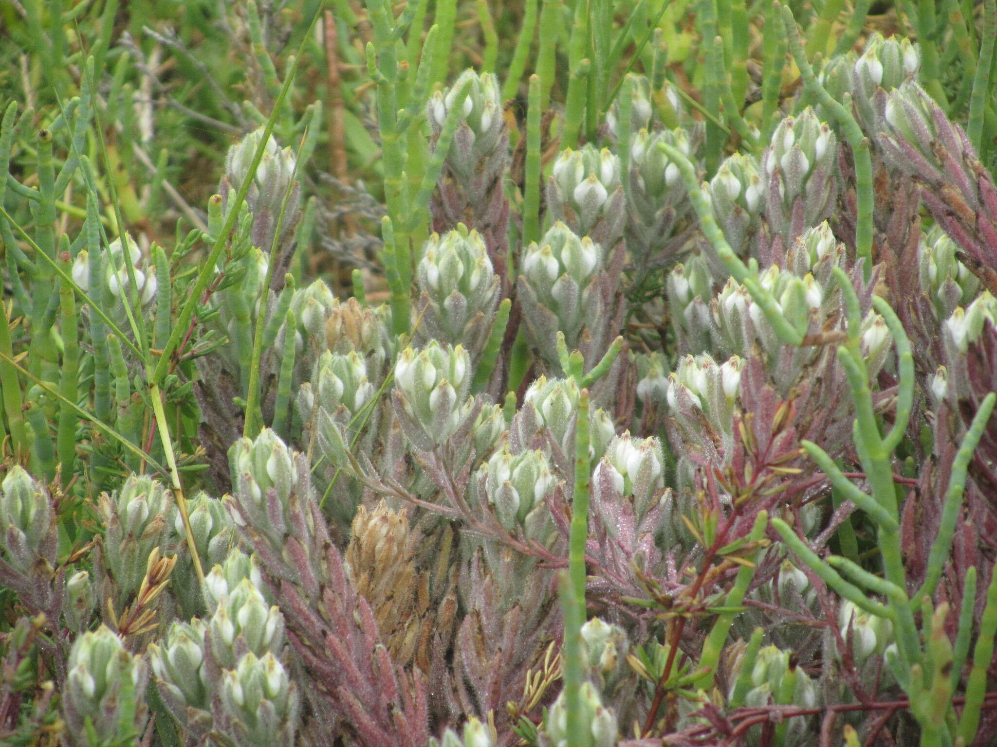 Image of saltmarsh bird's-beak