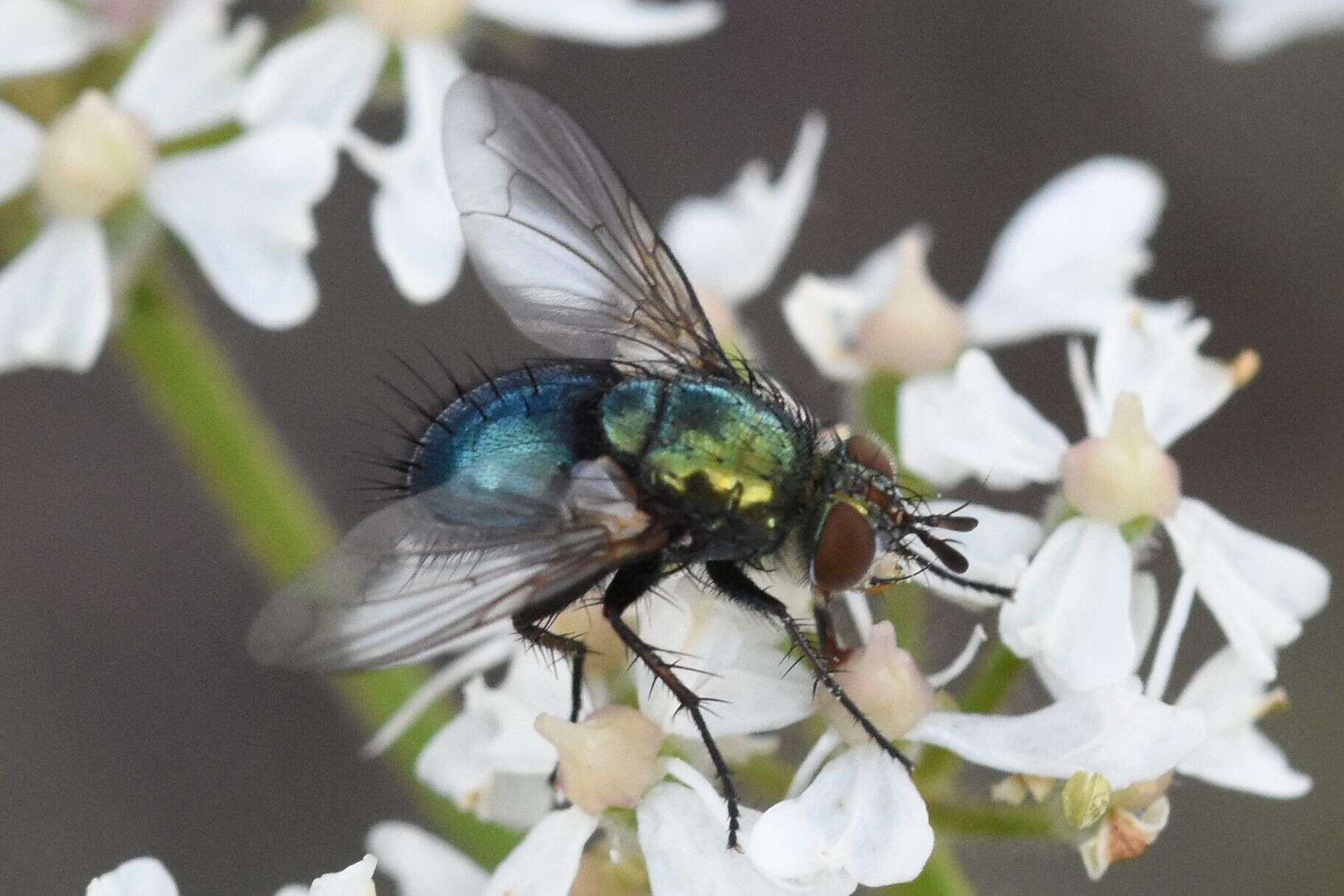 Image of Chrysosomopsis aurata (Fallén 1820)