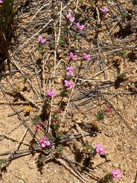 Image of Stylidium dielsianum E. Pritz.