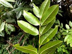 Image de Castanospermum