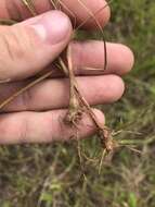 Image of Cyperus filiculmis Vahl