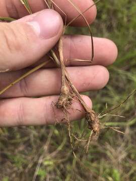 Imagem de Cyperus filiculmis Vahl