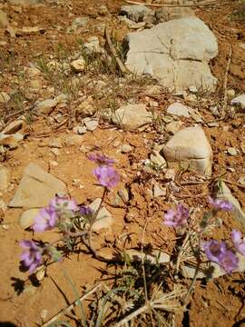 Imagem de Geranium tuberosum L.