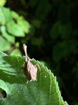 Image of Pyrops watanabei (Matsumura 1913)