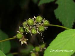 Image of Rubus inopertus (Diels) Focke