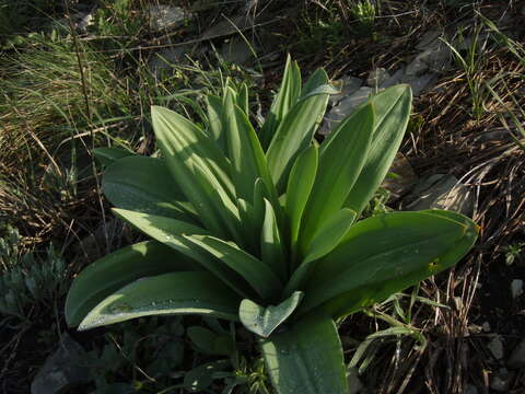 Image of Eremurus tauricus Steven