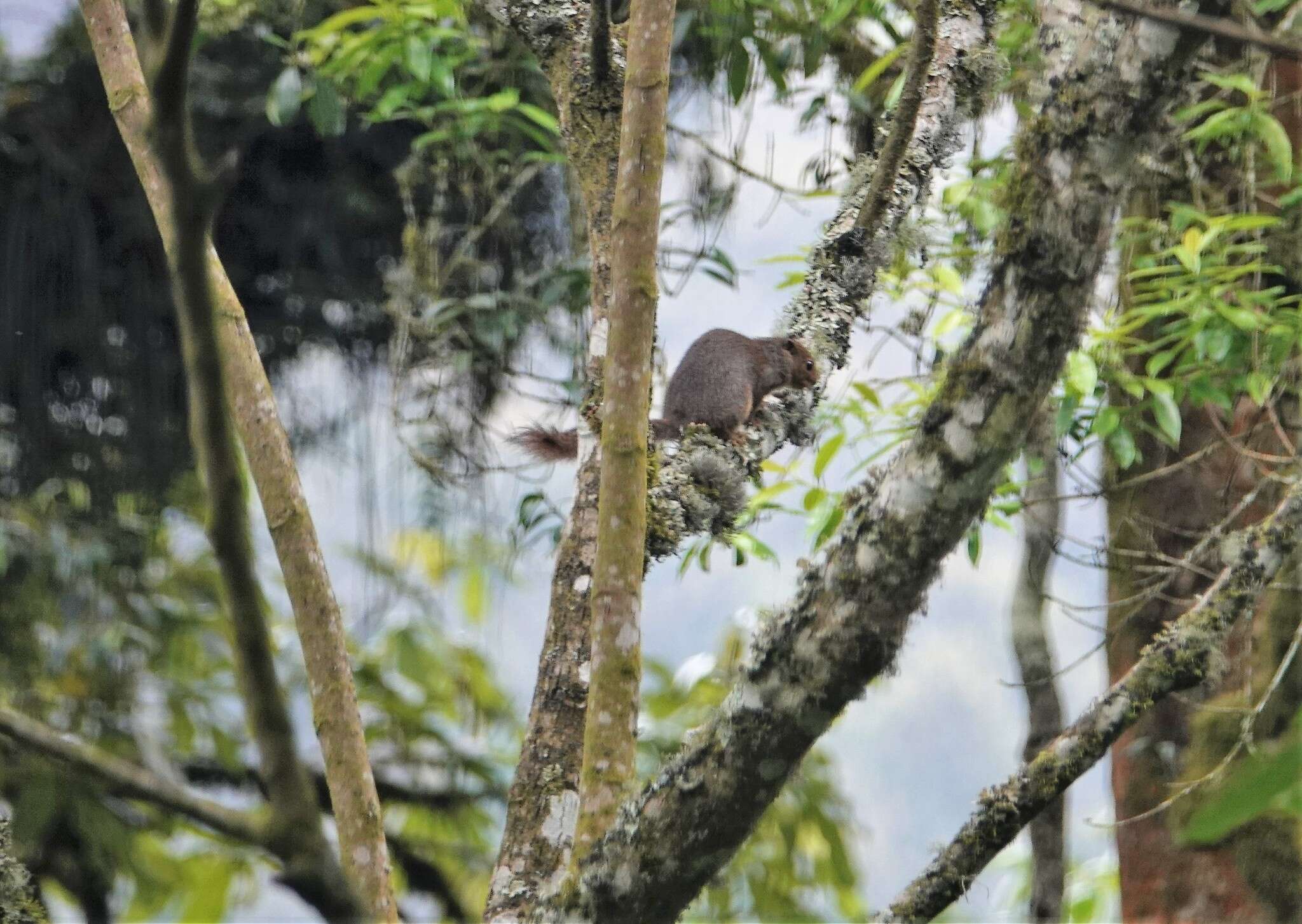 Image of Rwenzori Sun Squirrel