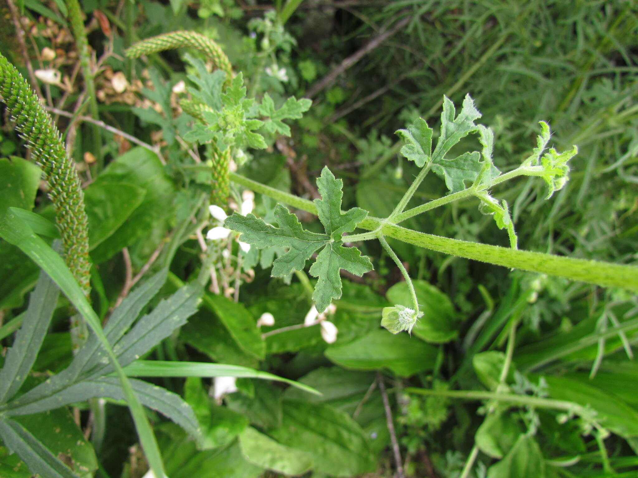 Image of Blumenbachia catharinensis Urb. & Gilg