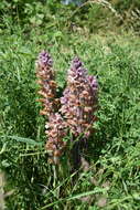 Imagem de Orobanche lutea Baumg.