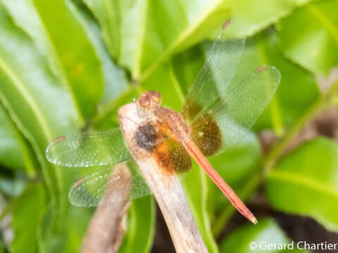 Image of Neurothemis intermedia (Rambur 1842)