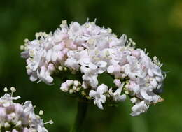 Image of Valeriana grossheimii Vorosh.