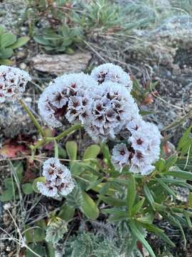 Imagem de Limonium flexuosum (L.) Kuntze