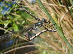 Image of Blue Damselfly