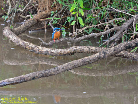 Image of Alcedo atthis taprobana Kleinschmidt & O 1894