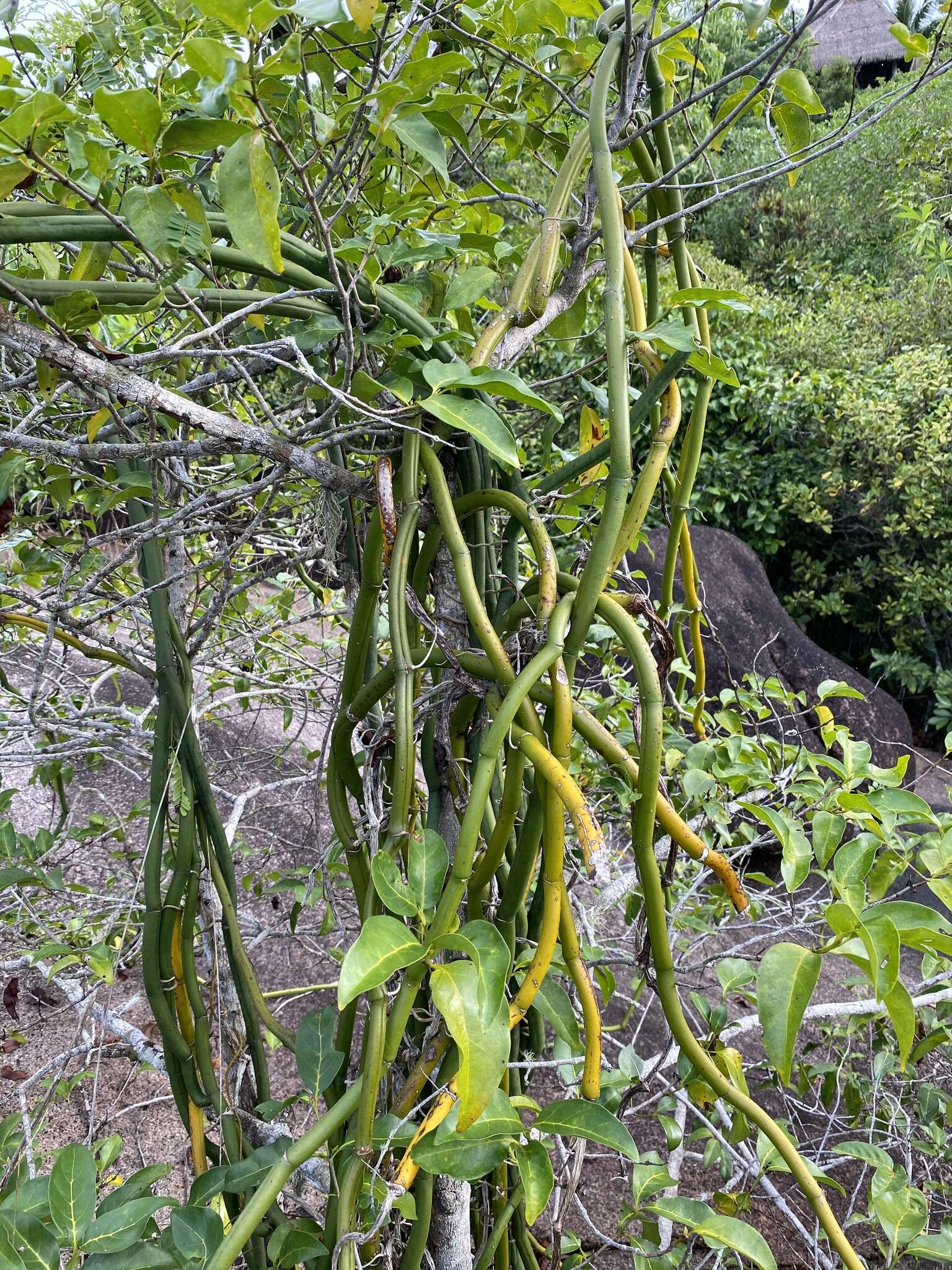 Image of Vanilla phalaenopsis Rchb. fil. ex Van Houtte