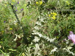 Image de Carduus carpetanus Boiss. & Reut.