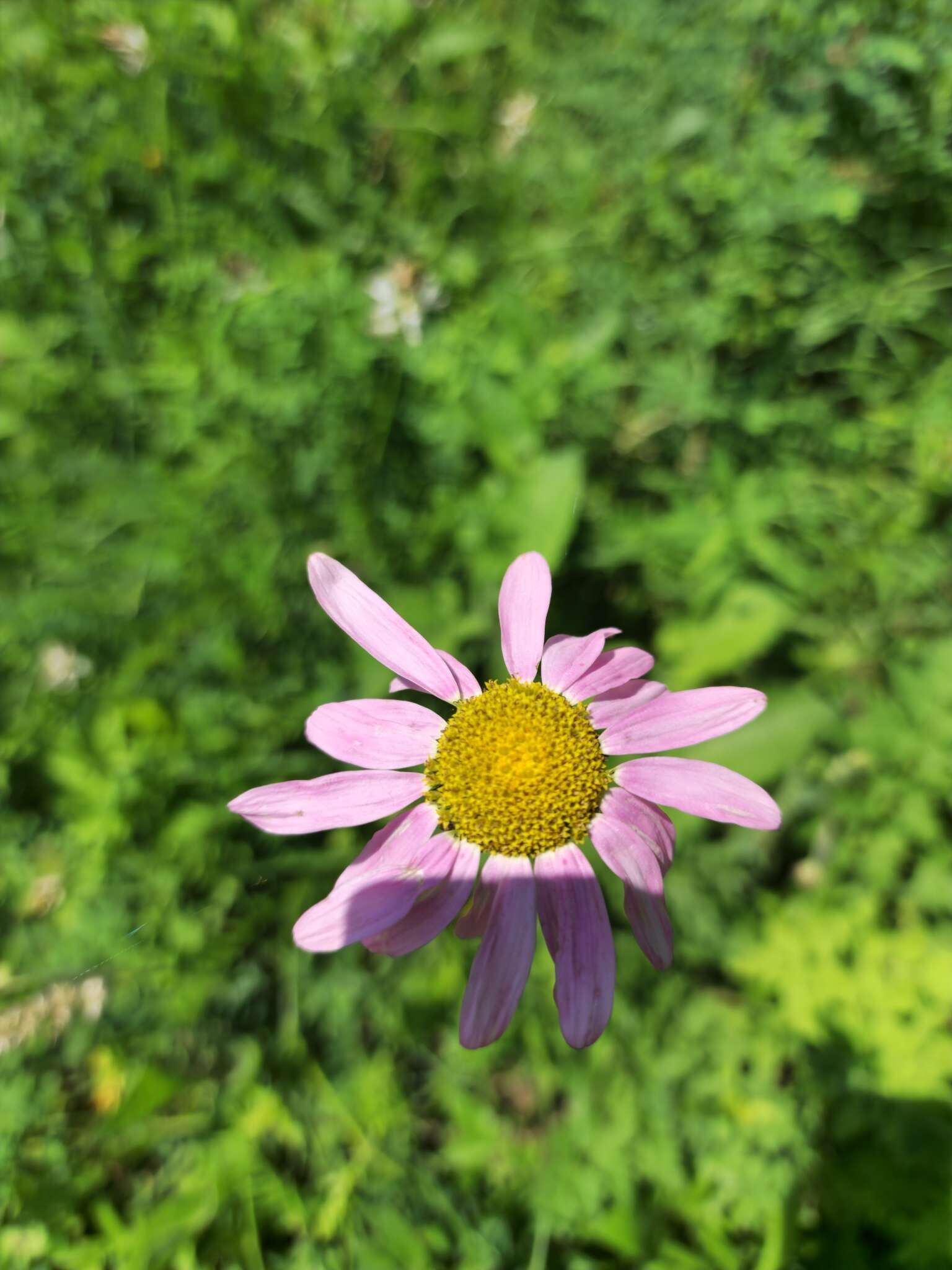 صورة Tanacetum coccineum (Willd.) Grierson