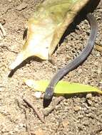 Image of Cope's Tropical Ground Snake