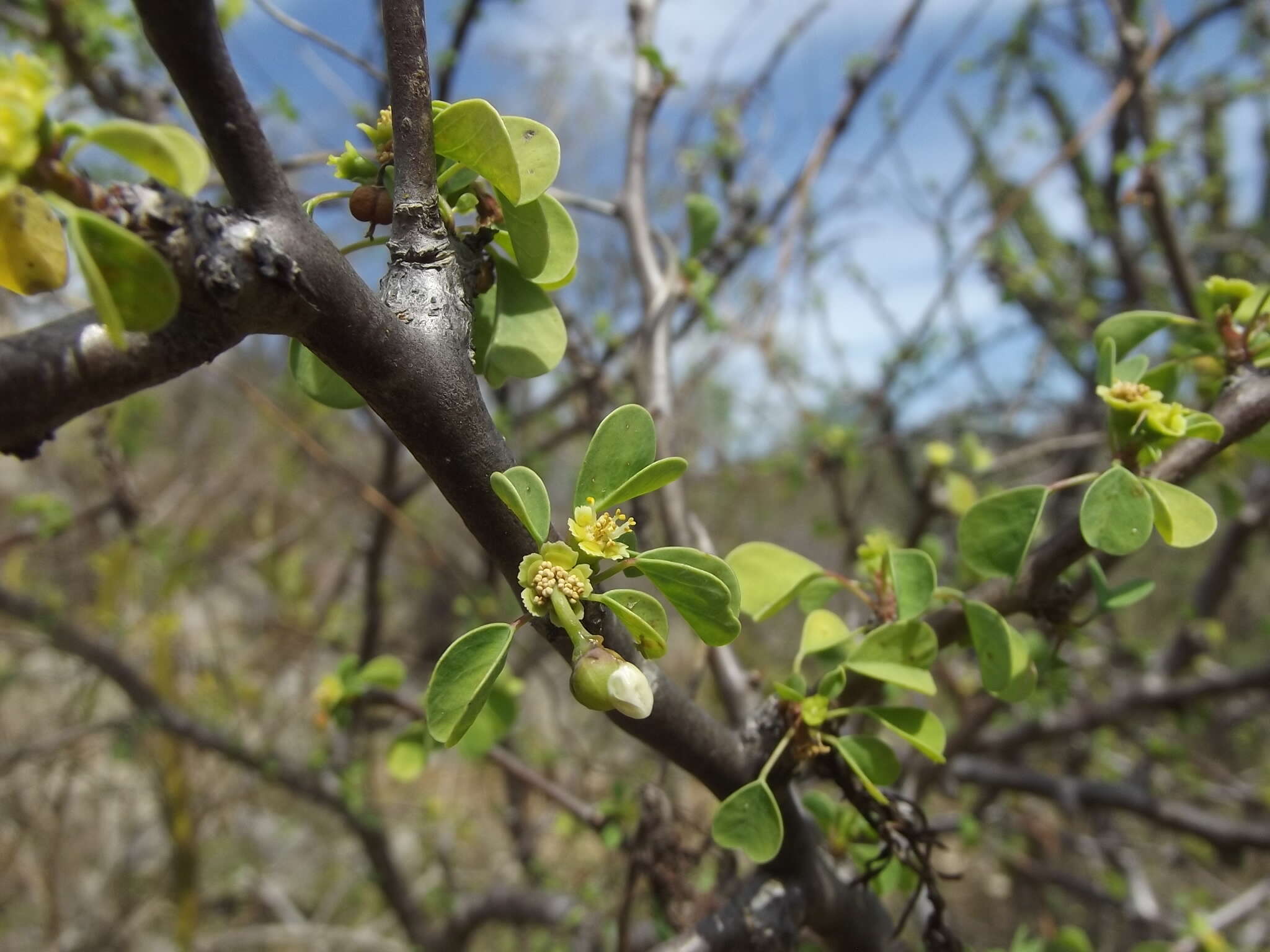 Image of Euphorbia californica Benth.