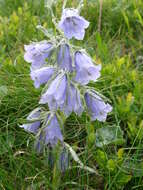 Image of Alpine Bellflower