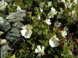 Слика од Ourisia caespitosa Hook. fil.