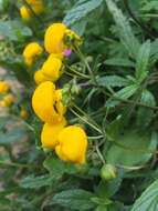 Image of Calceolaria ascendens Lindl.